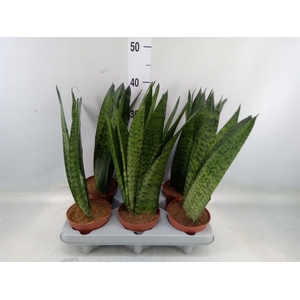 Sansevieria zeylanica