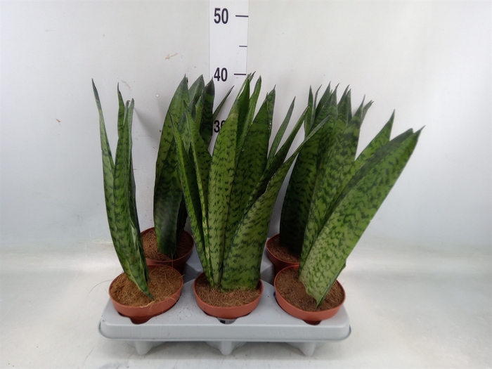 <h4>Sansevieria zeylanica</h4>