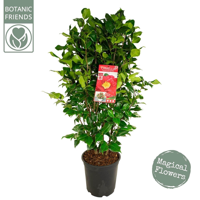 <h4>Camellia japonica Dr King</h4>