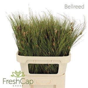 Bellreed