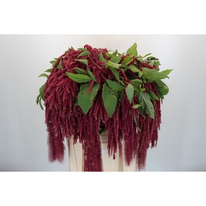 Amaranthus caudatus 'Love Lies Bleeding'