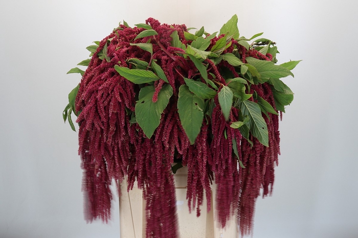 <h4>Amaranthus caudatus 'Love Lies Bleeding'</h4>