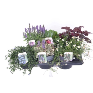 Vaste planten mix in tray