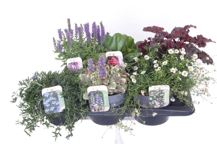 <h4>Vaste planten mix in tray</h4>
