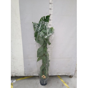 Monstera dubia    ...juveniel