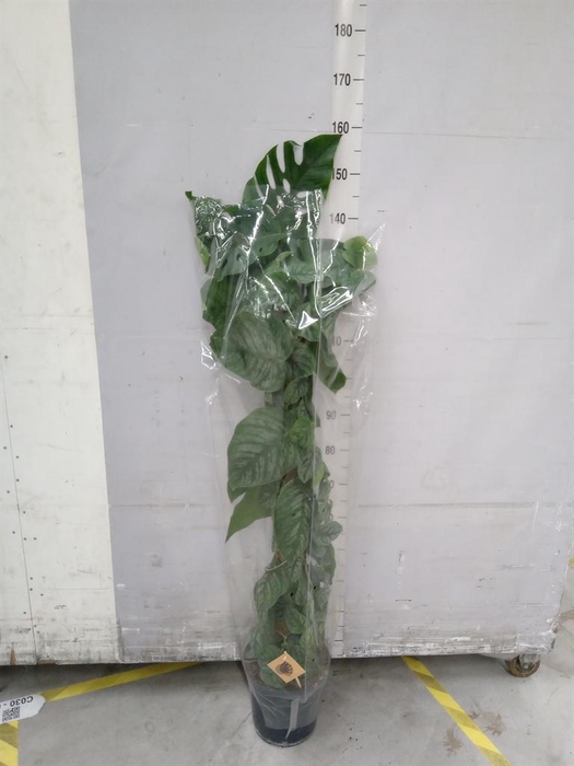 <h4>Monstera dubia ...juveniel</h4>