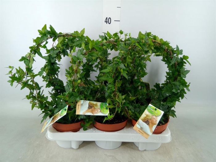 <h4>Hedera   ...green leafed</h4>