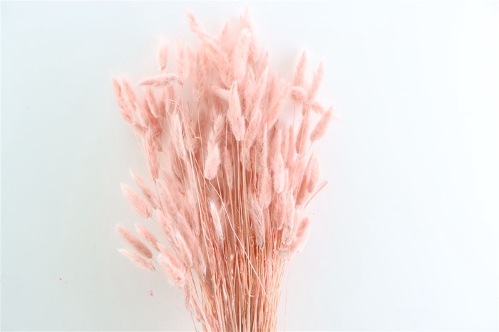 <h4>Dried Lagurus Salmon Bunch</h4>
