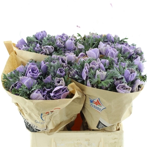 Anemone Powder Milka