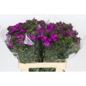 Dianthus Br Amazon Neon Purple