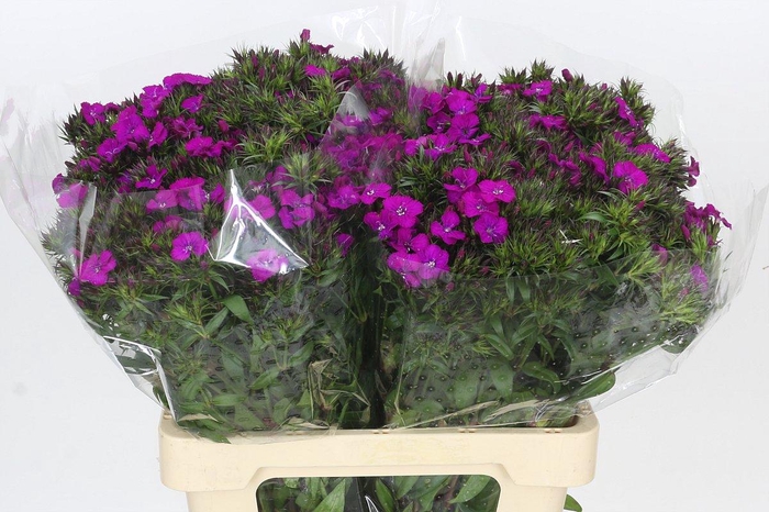 <h4>Dianthus Br Amazon Neon Purple</h4>