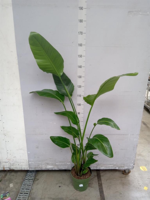 <h4>Strelitzia nicolai</h4>
