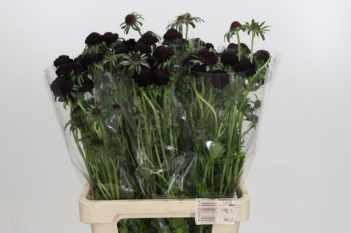 Scabiosa Focal Blackberry XXL