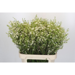 Chamelaucium Ofir