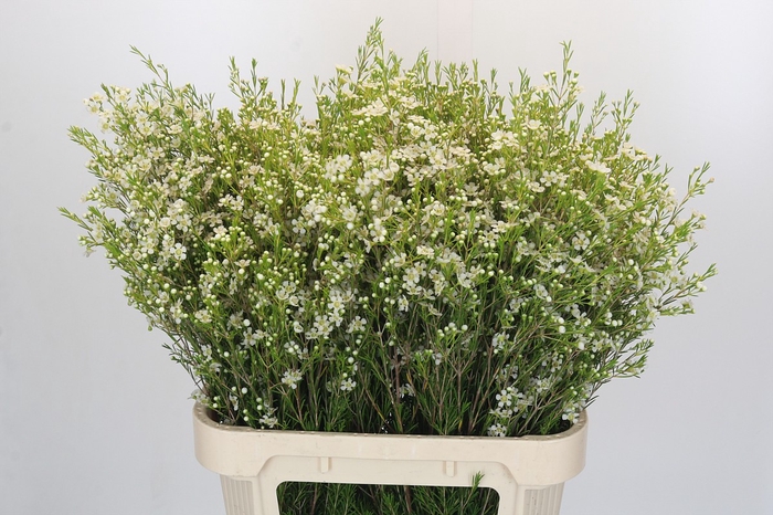 Chamelaucium Ofir