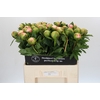Paeonia Colonel Owen Cousins