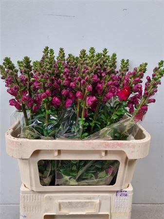 <h4>Antir Antibes Red</h4>