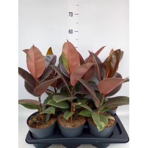 Ficus elastica 'Pink Camouflage'