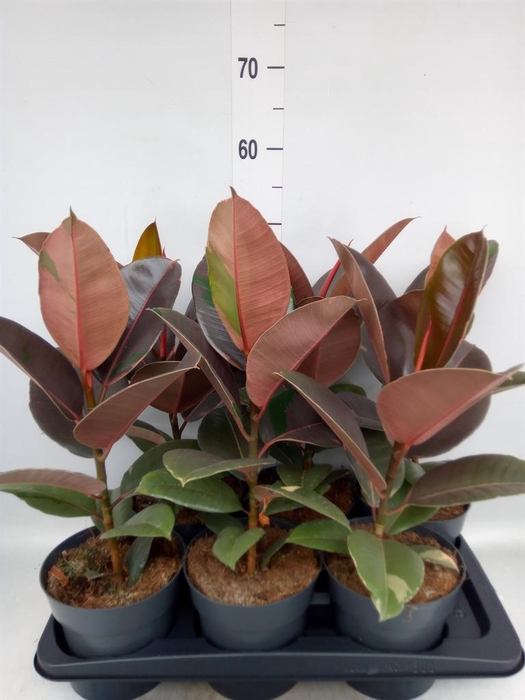 <h4>Ficus elastica 'Pink Camouflage'</h4>