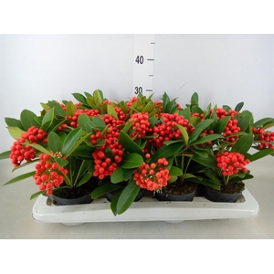Skimmia jap. 'OBerries Red'