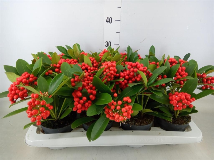 <h4>Skimmia jap. 'OBerries Red'</h4>