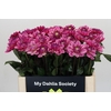 Dahlia Annamarie