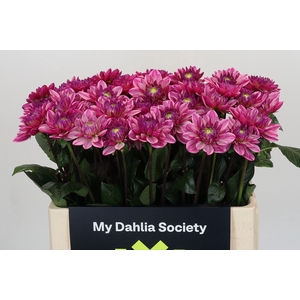 Dahlia Annamarie