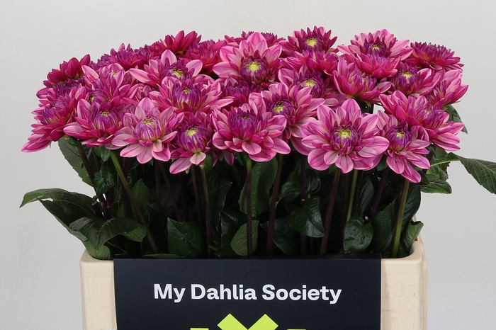 <h4>Dahlia Annamarie</h4>