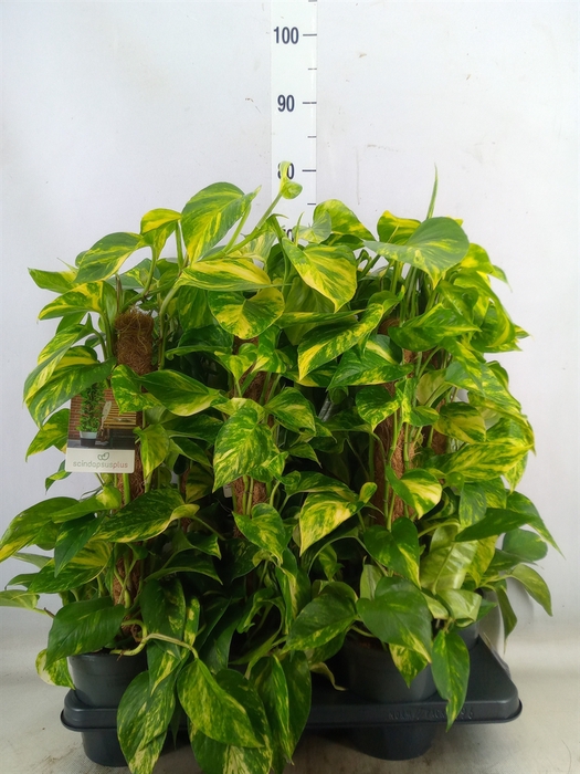 <h4>Epipremnum pinn.   ...moss stick</h4>