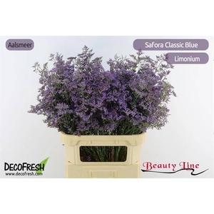 Limonium Safora Classic Blue