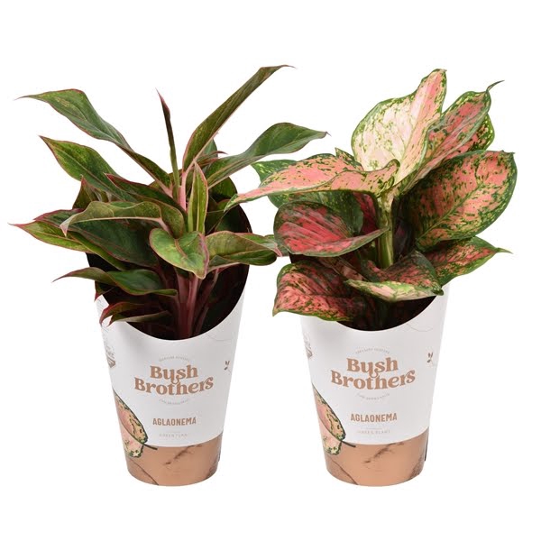 <h4>Aglaonema mix Spotted star en Light star</h4>