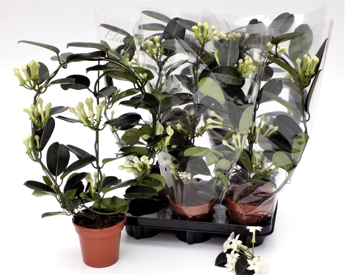 <h4>STEPH FL OV</h4>