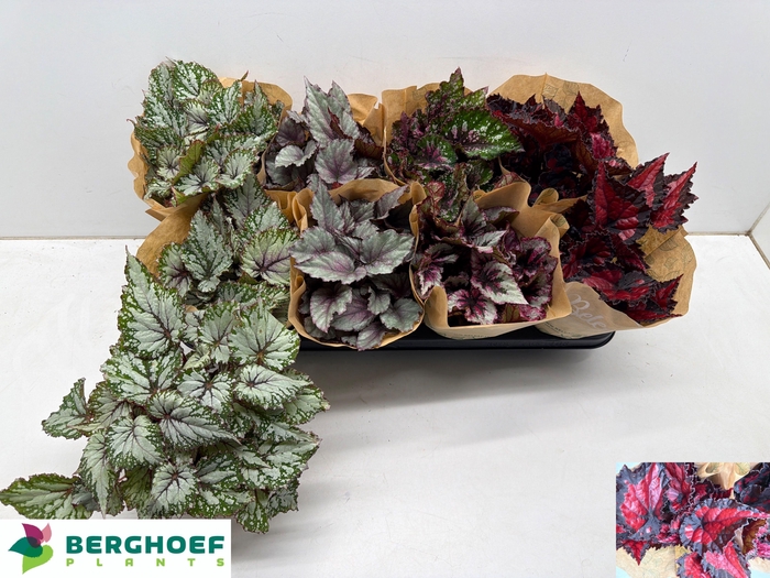 <h4>BEG BEL GEM</h4>