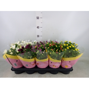 Chrysanthemum   ..rosebud mix