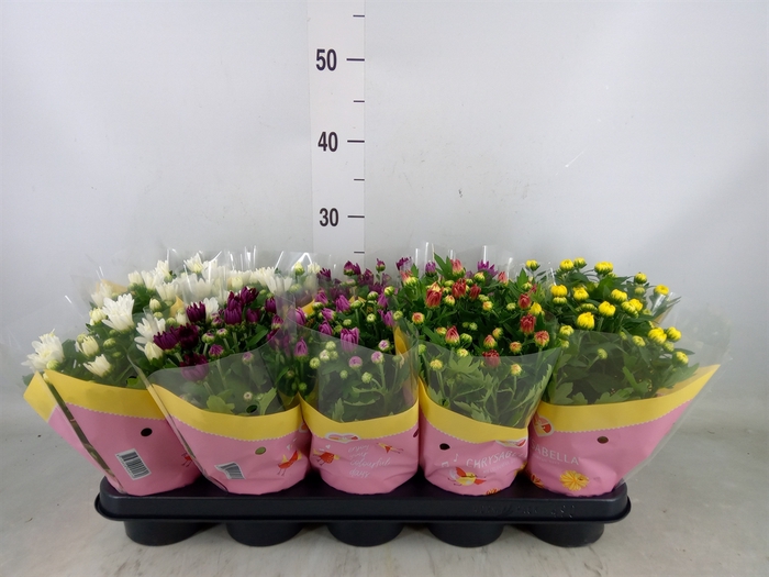 <h4>Chrysanthemum   ..rosebud mix</h4>