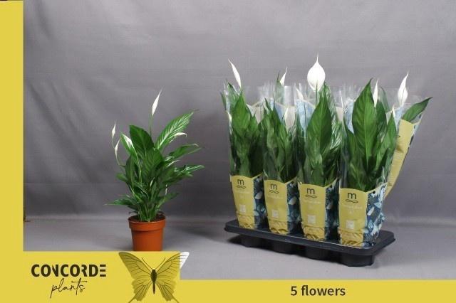 <h4>SPATH SWEET BENITO</h4>