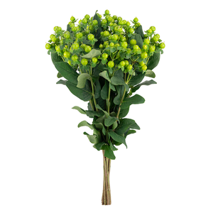 HYPERICUM MAGICAL RENATA GREEN Tessa