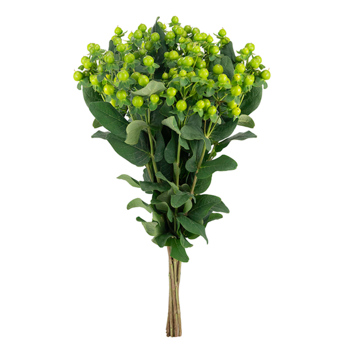 <h4>HYPERICUM MAGICAL RENATA GREEN Tessa</h4>