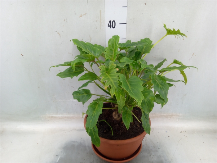 <h4>Philodendron  'Xanadu'</h4>