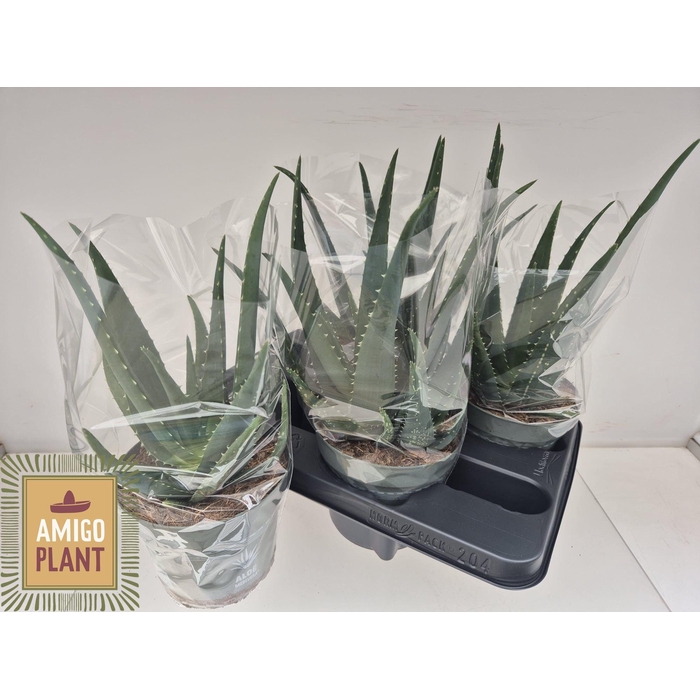 <h4>ALOE VERA</h4>