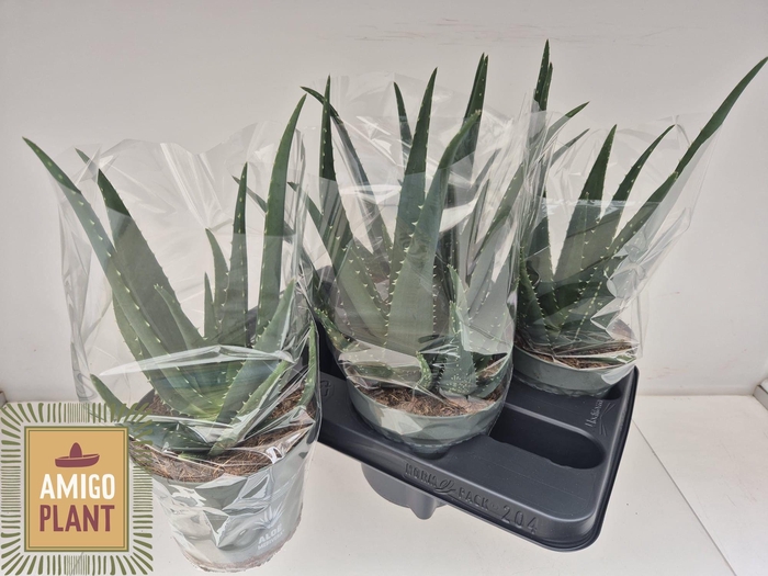 <h4>ALOE VERA</h4>