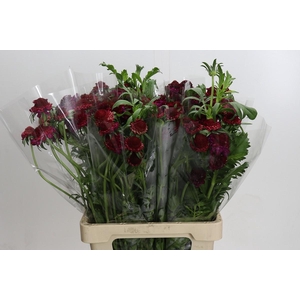 Scabiosa atropurpurea Focal Scoop Hot Pink