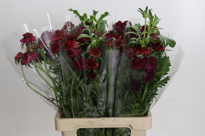 <h4>Scabiosa atropurpurea Focal Scoop Hot Pink</h4>