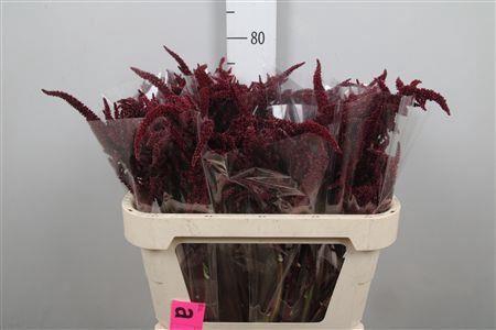 <h4>Amar Velvet Xxl</h4>