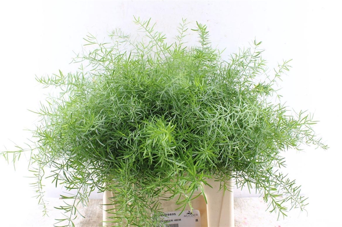 <h4>Asp Dens Sprengeri</h4>