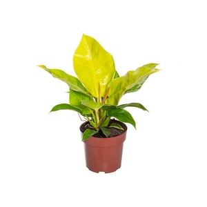 PHILODENDRON MOONLIGHT P17