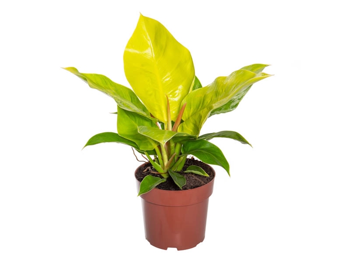 <h4>PHILODENDRON MOONLIGHT P17</h4>