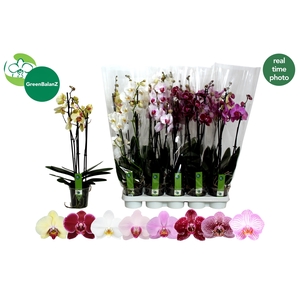 PHAL GEM 8 KL