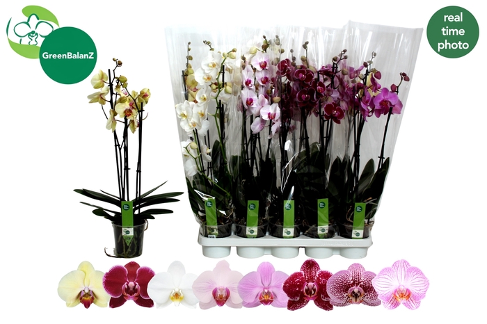<h4>PHAL GEM 8 KL</h4>