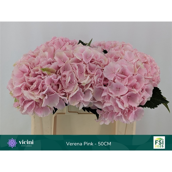 <h4>Hydr Verena Pink 50 cm Vicini</h4>